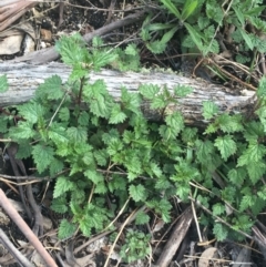 Urtica urens (Small Nettle) at Rendezvous Creek, ACT - 24 Oct 2021 by NedJohnston