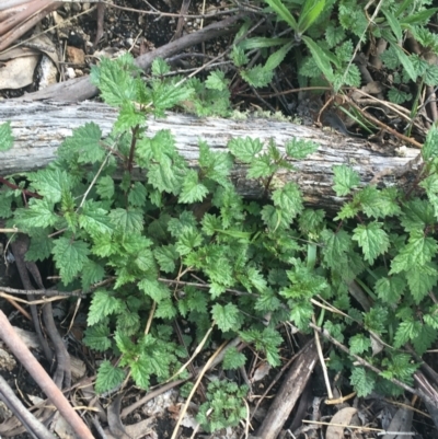 Urtica urens (Small Nettle) at Rendezvous Creek, ACT - 24 Oct 2021 by Ned_Johnston