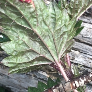 Urtica urens at Rendezvous Creek, ACT - 24 Oct 2021