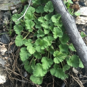 Pelargonium australe at Rendezvous Creek, ACT - 24 Oct 2021 01:19 PM