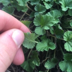 Pelargonium australe at Rendezvous Creek, ACT - 24 Oct 2021 01:19 PM