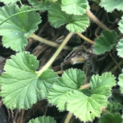 Pelargonium australe at Rendezvous Creek, ACT - 24 Oct 2021 01:19 PM