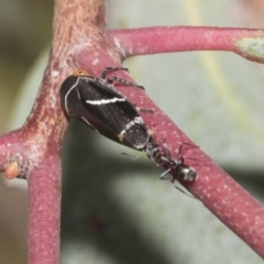 Eurymeloides bicincta (Gumtree hopper) at Hawker, ACT - 22 Oct 2021 by AlisonMilton