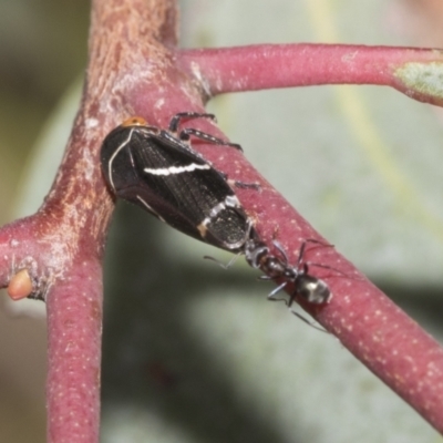 Eurymeloides bicincta (Gumtree hopper) at The Pinnacle - 21 Oct 2021 by AlisonMilton