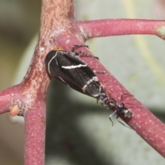 Eurymeloides bicincta at Hawker, ACT - 22 Oct 2021