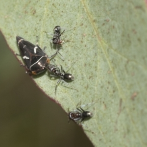 Eurymeloides bicincta at Hawker, ACT - 22 Oct 2021