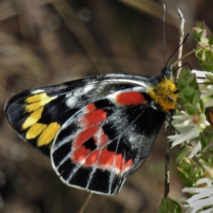 Delias harpalyce at Paddys River, ACT - 25 Oct 2021