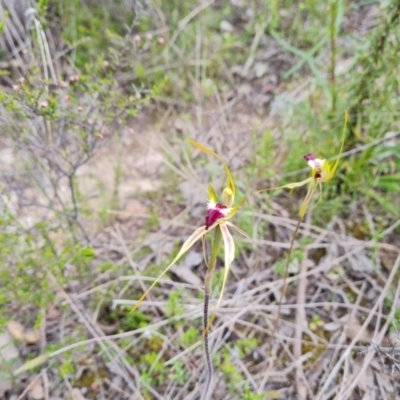 Caladenia atrovespa (Green-comb Spider Orchid) at Wanniassa Hill - 25 Oct 2021 by Mike