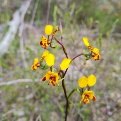 Diuris semilunulata (Late Leopard Orchid) at Wanniassa Hill - 25 Oct 2021 by Mike