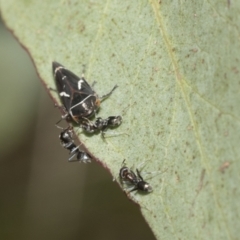 Iridomyrmex rufoniger (Tufted Tyrant Ant) at Hawker, ACT - 22 Oct 2021 by AlisonMilton