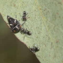 Iridomyrmex rufoniger at Hawker, ACT - 22 Oct 2021