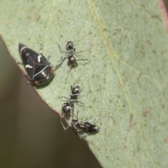 Iridomyrmex rufoniger at Hawker, ACT - 22 Oct 2021