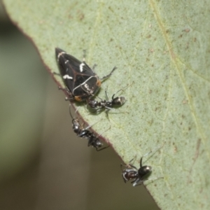 Iridomyrmex rufoniger at Hawker, ACT - 22 Oct 2021 09:30 AM