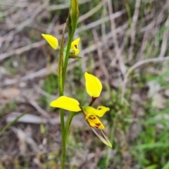 Diuris sulphurea (Tiger Orchid) at Jerrabomberra, ACT - 25 Oct 2021 by Mike