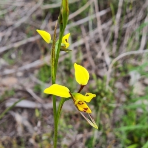 Diuris sulphurea at Jerrabomberra, ACT - 25 Oct 2021