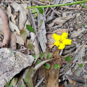 Goodenia hederacea at Jerrabomberra, ACT - 25 Oct 2021