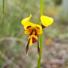 Diuris sulphurea (Tiger Orchid) at Jerrabomberra, ACT - 25 Oct 2021 by Mike