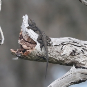 Pogona barbata at Hawker, ACT - suppressed