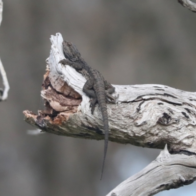 Pogona barbata (Eastern Bearded Dragon) at Hawker, ACT - 21 Oct 2021 by AlisonMilton