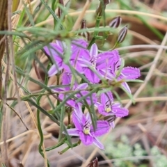 Thysanotus patersonii (Twining Fringe Lily) at Jerrabomberra, ACT - 25 Oct 2021 by Mike