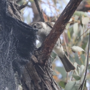 Cracticus torquatus at Hawker, ACT - 22 Oct 2021 10:49 AM