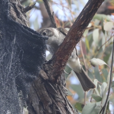 Cracticus torquatus (Grey Butcherbird) at Hawker, ACT - 22 Oct 2021 by AlisonMilton