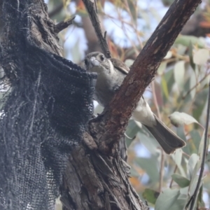 Cracticus torquatus at Hawker, ACT - 22 Oct 2021 10:49 AM