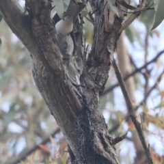 Cracticus torquatus at Hawker, ACT - 22 Oct 2021 10:49 AM