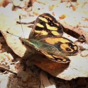 Argynnina cyrila at Paddys River, ACT - 25 Oct 2021