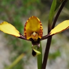 Diuris sp. (A donkey orchid) at Paddys River, ACT - 25 Oct 2021 by JohnBundock