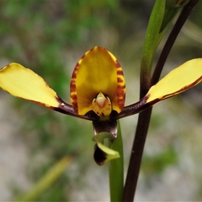 Diuris sp. (A Donkey Orchid) at Tidbinbilla Nature Reserve - 25 Oct 2021 by JohnBundock
