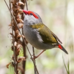 Neochmia temporalis (Red-browed Finch) at Hawker, ACT - 22 Oct 2021 by AlisonMilton