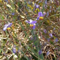 Dianella revoluta var. revoluta (Black-Anther Flax Lily) at Molonglo Valley, ACT - 24 Oct 2021 by sangio7