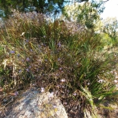 Dianella revoluta var. revoluta at Molonglo Valley, ACT - 24 Oct 2021