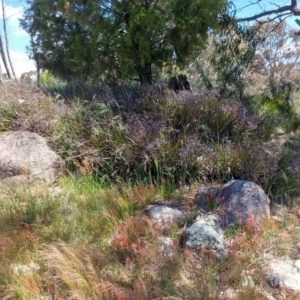 Dianella revoluta var. revoluta at Molonglo Valley, ACT - 24 Oct 2021