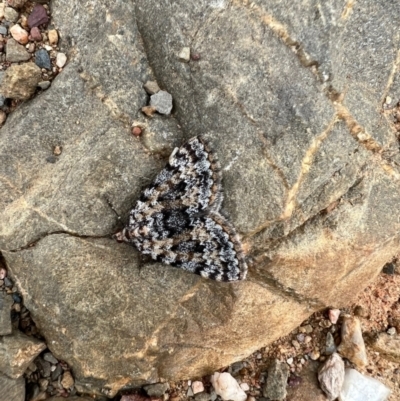 Dichromodes disputata (Scaled Heath Moth) at Molonglo Gorge - 21 Oct 2021 by SimoneC