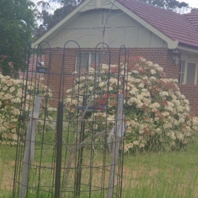 Platycercus elegans (Crimson Rosella) at Queanbeyan, NSW - 25 Oct 2021 by Swanwatcher_28