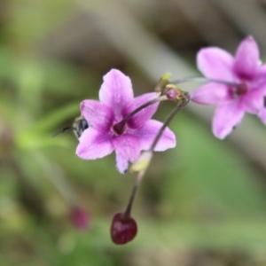 Arthropodium minus at Red Hill, ACT - 23 Oct 2021