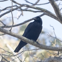Corvus coronoides (Australian Raven) at Higgins, ACT - 10 Oct 2021 by AlisonMilton