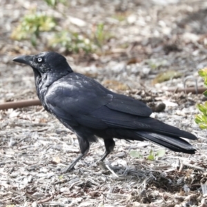 Corvus coronoides at Higgins, ACT - 10 Oct 2021 09:52 AM