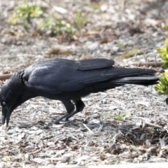 Corvus coronoides at Higgins, ACT - 10 Oct 2021 09:52 AM