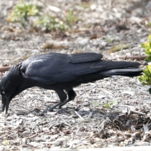 Corvus coronoides at Higgins, ACT - 10 Oct 2021