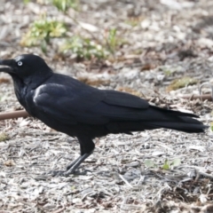 Corvus coronoides at Higgins, ACT - 10 Oct 2021