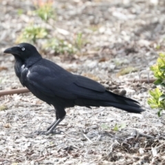 Corvus coronoides at Higgins, ACT - 10 Oct 2021 09:52 AM