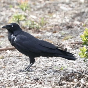 Corvus coronoides at Higgins, ACT - 10 Oct 2021