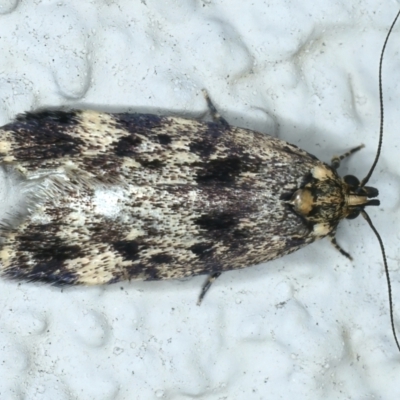 Barea codrella (A concealer moth) at Ainslie, ACT - 21 Oct 2021 by jb2602