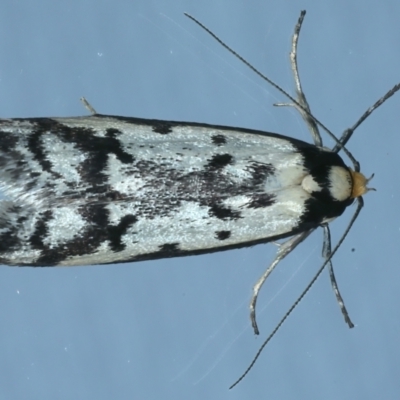 Philobota lysizona (A concealer moth) at Ainslie, ACT - 20 Oct 2021 by jbromilow50