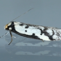 Philobota lysizona at Ainslie, ACT - 20 Oct 2021 10:40 PM