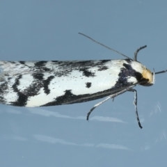 Philobota lysizona at Ainslie, ACT - 20 Oct 2021 10:40 PM