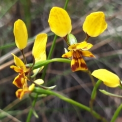Diuris nigromontana (Black Mountain Leopard Orchid) at Acton, ACT - 23 Oct 2021 by abread111